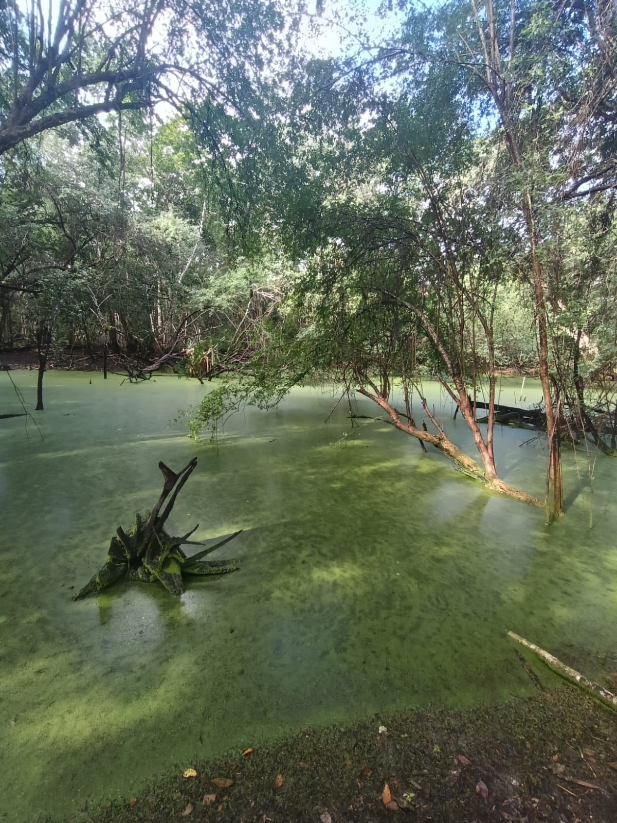 Senderismo en la selva
